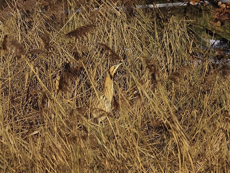 Bittern, Slough House Farm, Dec 2010 (SP) Bittern, Slough House Farm, Dec 2010 (SP)