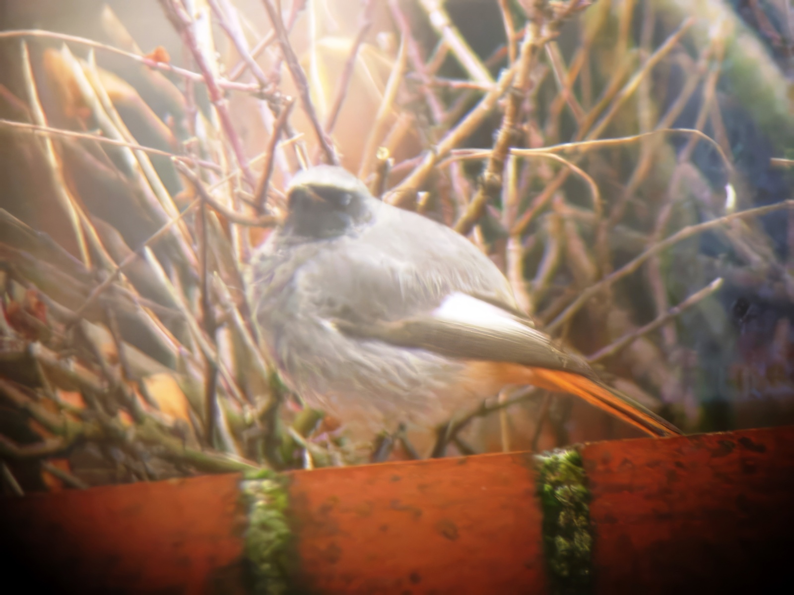 Black Redstart, South Maldon, Jan 2011 (JB) Black Redstart, South Maldon, Jan 2011 (JB)