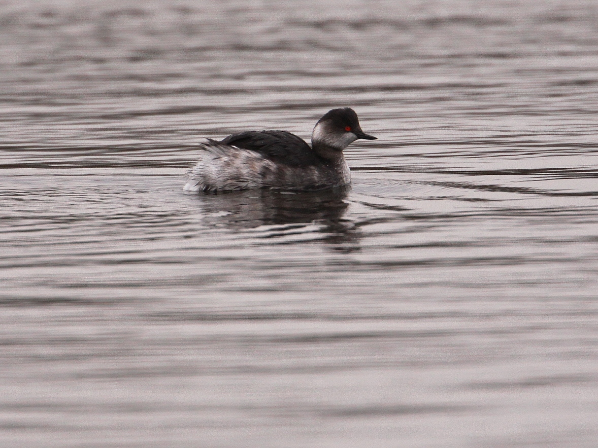 Black-necked Grebe, Lofts Farm, March 2010 (SP) Black-necked Grebe, Lofts Farm, March 2010 (SP)