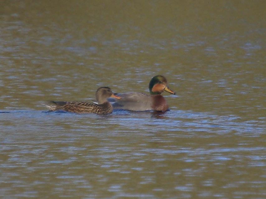 Drake Brewers Duck (hybrid Mallard x Gadwall), Chigborough Lakes EWT, Dec 2009 (RN) Drake Brewers Duck (hybrid Mallard x Gadwall), Chigborough Lakes EWT, Dec 2009 (RN)