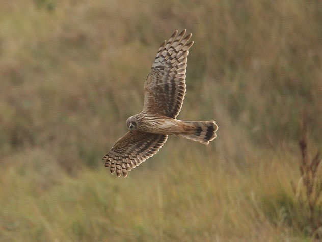 Hen Harrier, Limbourne Creek, Oct 2011 (SP) Hen Harrier, Limbourne Creek, Oct 2011 (SP)