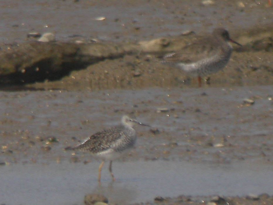 Lesser Yellowlegs, off Maldon Prom, Apr 2009 (XX) Lesser Yellowlegs, off Maldon Prom, Apr 2009 (XX)