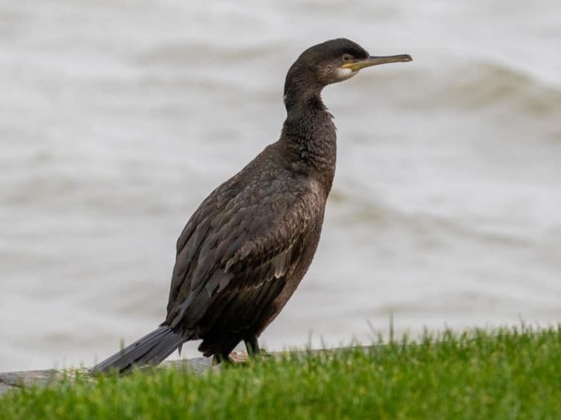 Shag, Heybridge Lock, Dec 2019 (Trevor Partridge) Shag, Heybridge Lock, Dec 2019 (Trevor Partridge)