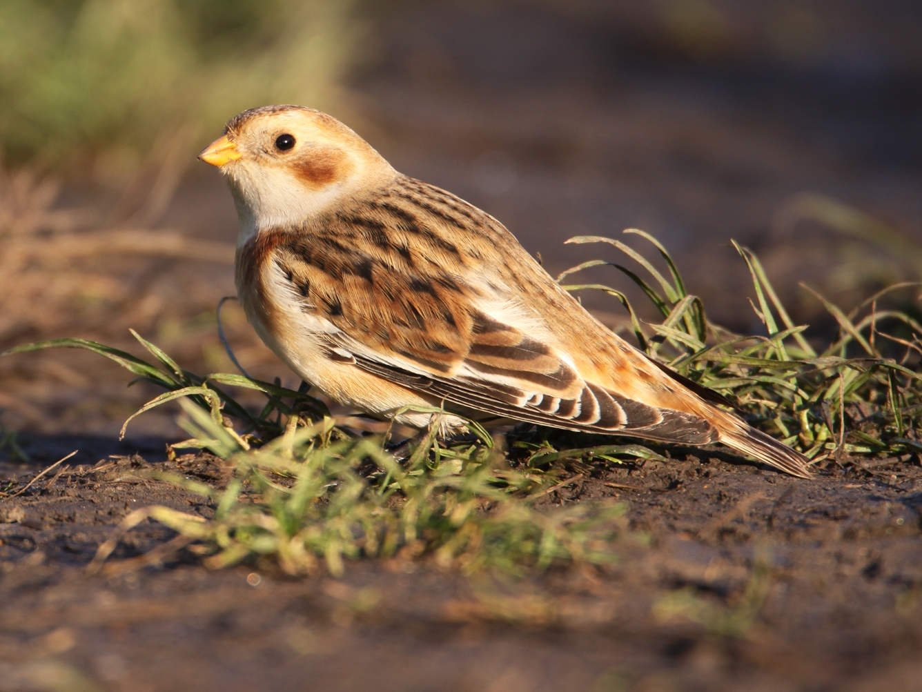 Snow Bunting, Maldon Dump, Oct 2010 (SP) Snow Bunting, Maldon Dump, Oct 2010 (SP)
