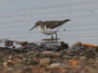 Spotted Sandpiper, Heybridge Pits, Dec 2011 (SP) Spotted Sandpiper, Heybridge Pits, Dec 2011 (SP)