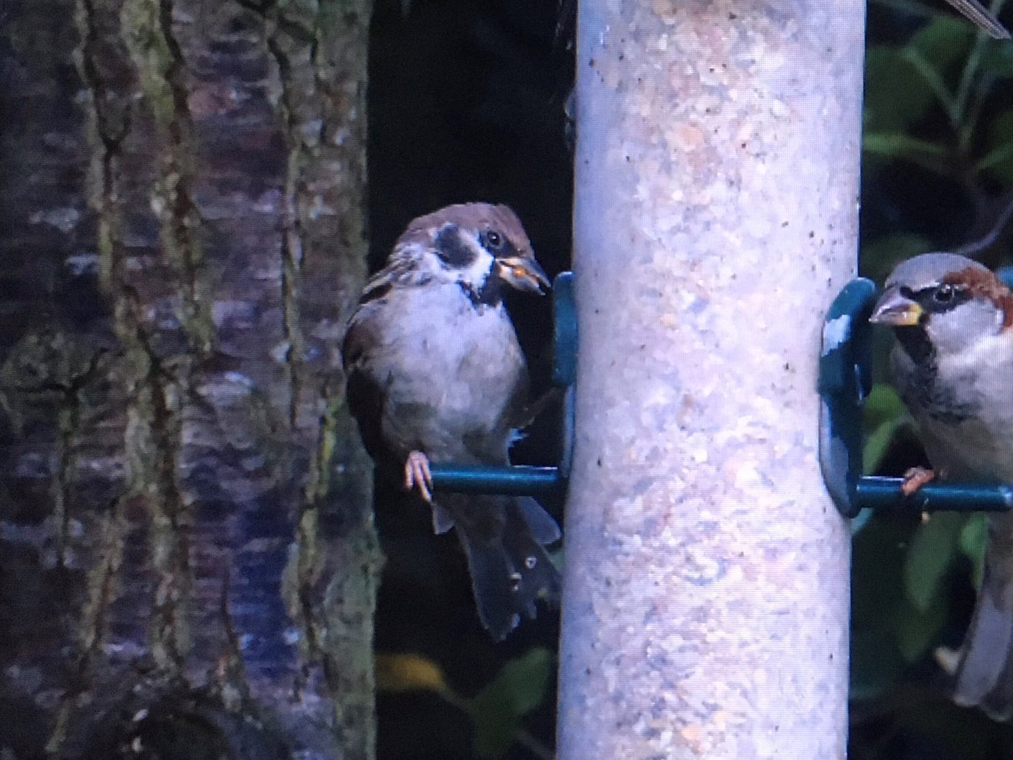 Tree Sparrow, Heybridge, Oct 2019 (SW) Tree Sparrow, Heybridge, Oct 2019 (SW)