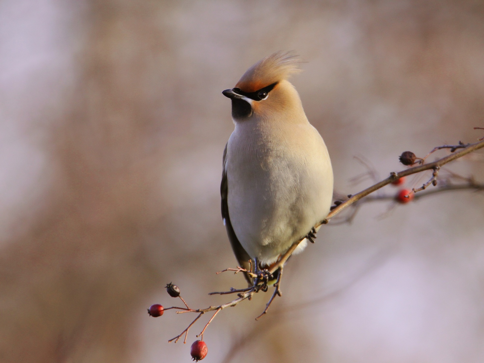 Waxwing, South Maldon, Dec 2010 (SP) Waxwing, South Maldon, Dec 2010 (SP)